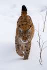 A European lynx-on the move in Bavarian Forest National Park Germany Art Print